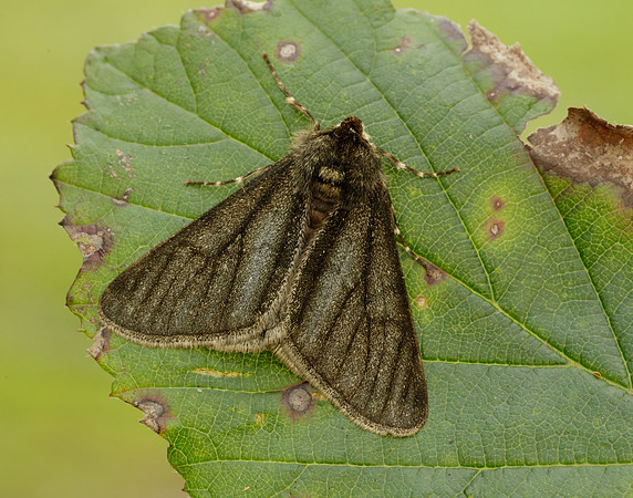 70.247 BF1926 Pale Brindled Beauty Phigalia pilosaria