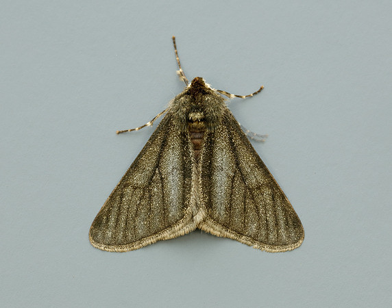 70.247 BF1926 Pale Brindled Beauty Phigalia pilosaria