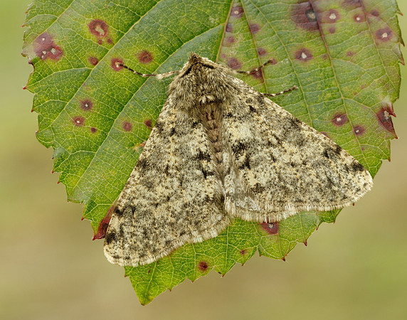 70.247 BF1926 Pale Brindled Beauty Phigalia pilosaria