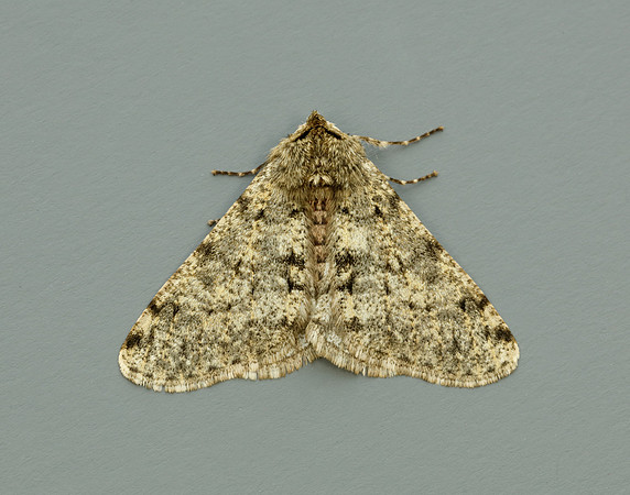 70.247 BF1926 Pale Brindled Beauty Phigalia pilosaria