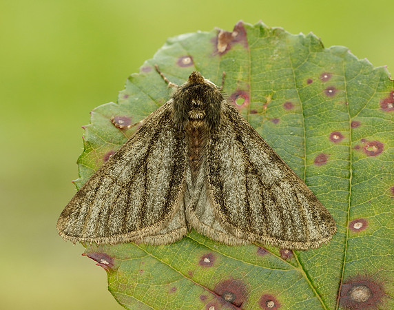 70.247 BF1926 Pale Brindled Beauty Phigalia pilosaria