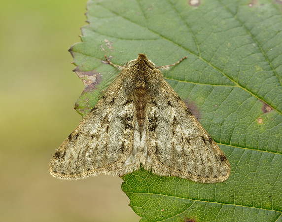 70.247 BF1926 Pale Brindled Beauty Phigalia pilosaria