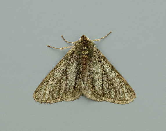 70.247 BF1926 Pale Brindled Beauty Phigalia pilosaria