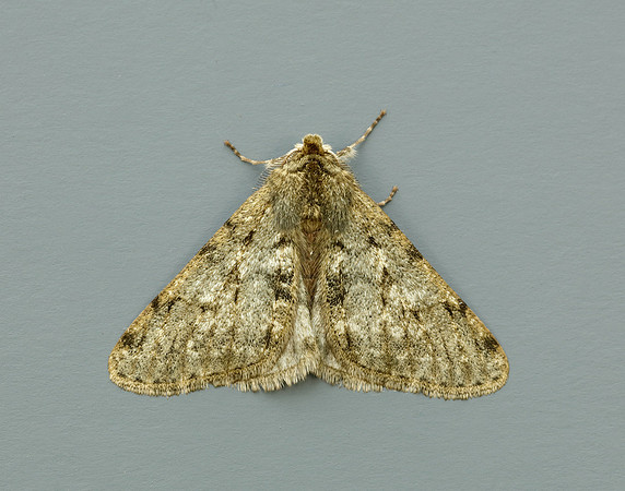 70.247 BF1926 Pale Brindled Beauty Phigalia pilosaria