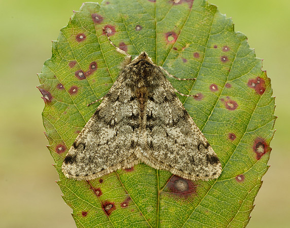 70.247 BF1926 Pale Brindled Beauty Phigalia pilosaria