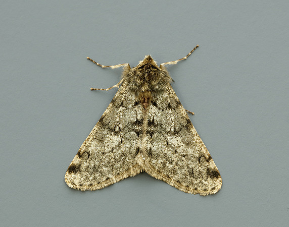 70.247 BF1926 Pale Brindled Beauty Phigalia pilosaria