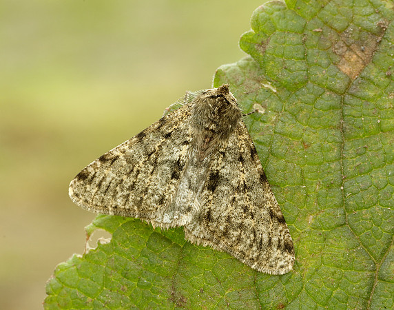 70.247 BF1926 Pale Brindled Beauty Phigalia pilosaria