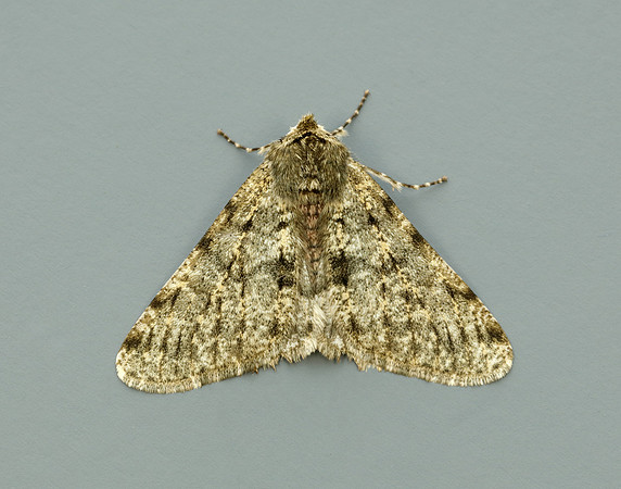 70.247 BF1926 Pale Brindled Beauty Phigalia pilosaria