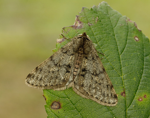 70.247 BF1926 Pale Brindled Beauty Phigalia pilosaria