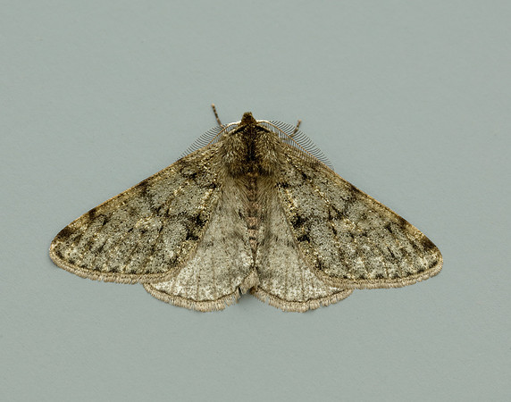 70.247 BF1926 Pale Brindled Beauty Phigalia pilosaria