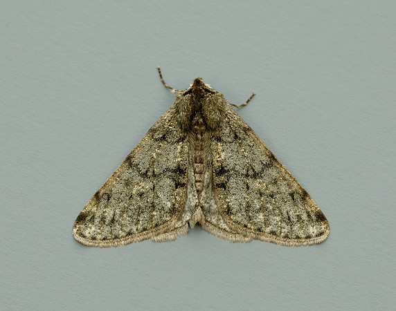 70.247 BF1926 Pale Brindled Beauty Phigalia pilosaria
