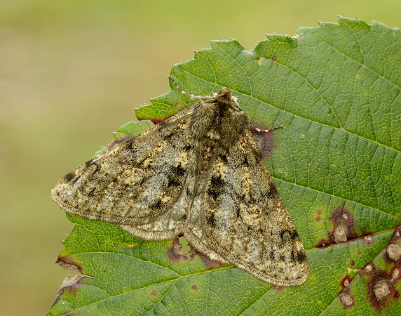 70.247 BF1926 Pale Brindled Beauty Phigalia pilosaria
