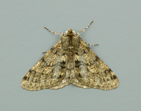 70.247 BF1926 Pale Brindled Beauty Phigalia pilosaria