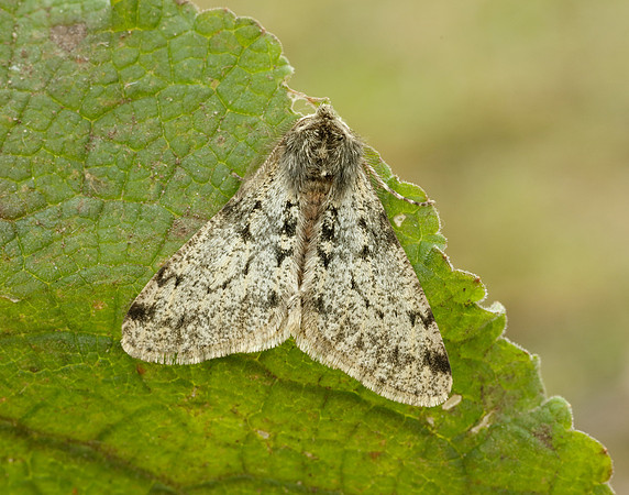 70.247 BF1926 Pale Brindled Beauty Phigalia pilosaria