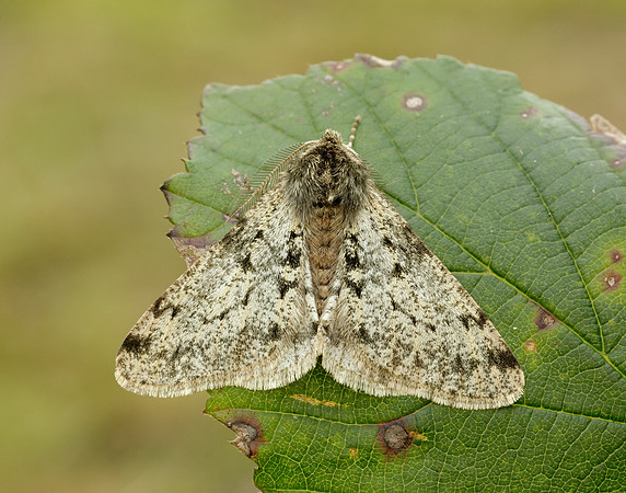 70.247 BF1926 Pale Brindled Beauty Phigalia pilosaria