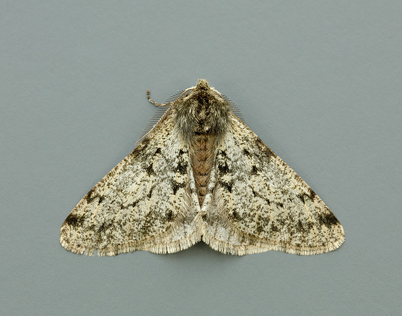 70.247 BF1926 Pale Brindled Beauty Phigalia pilosaria