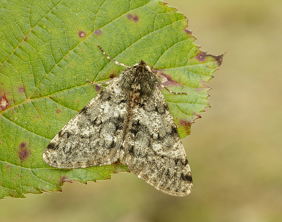 70.247 BF1926 Pale Brindled Beauty Phigalia pilosaria