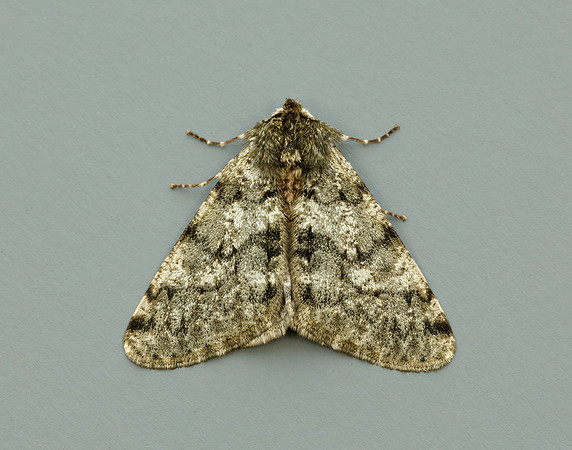 70.247 BF1926 Pale Brindled Beauty Phigalia pilosaria
