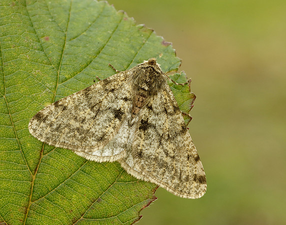70.247 BF1926 Pale Brindled Beauty Phigalia pilosaria