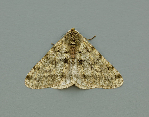 70.247 BF1926 Pale Brindled Beauty Phigalia pilosaria