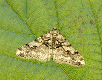 70.253 BF1932 Spring Usher Agriopis leucophaearia
