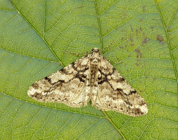 70.253 BF1932 Spring Usher Agriopis leucophaearia