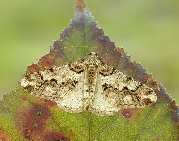 70.253 BF1932 Spring Usher Agriopis leucophaearia