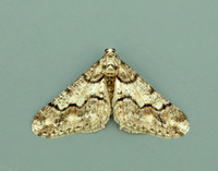 70.253 BF1932 Spring Usher Agriopis leucophaearia