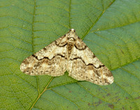 70.253 BF1932 Spring Usher Agriopis leucophaearia