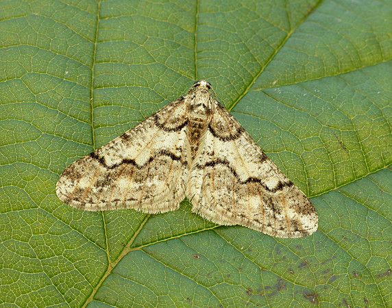 70.253 BF1932 Spring Usher Agriopis leucophaearia