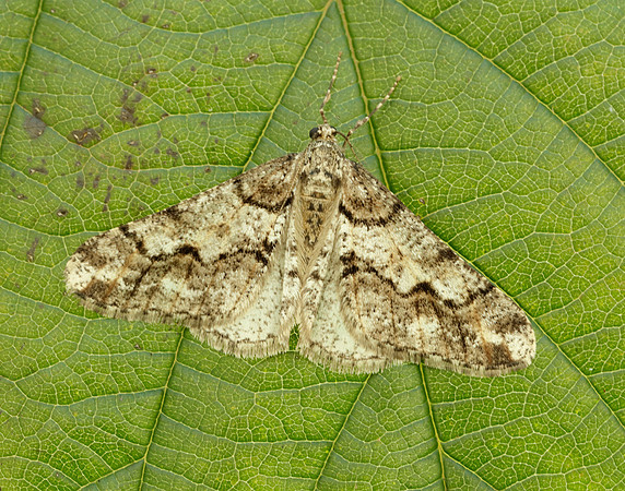 70.253 BF1932 Spring Usher Agriopis leucophaearia