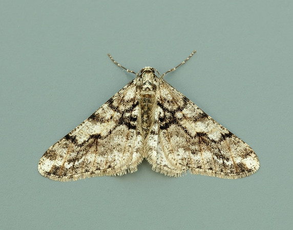 70.253 BF1932 Spring Usher Agriopis leucophaearia