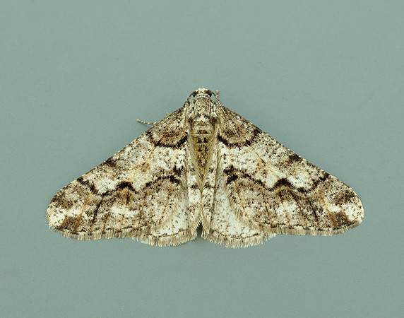 70.253 BF1932 Spring Usher Agriopis leucophaearia