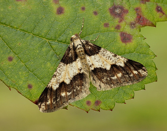 70.253 BF1932 Spring Usher Agriopis leucophaearia
