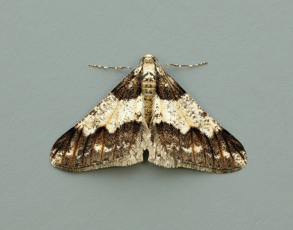 70.253 BF1932 Spring Usher Agriopis leucophaearia