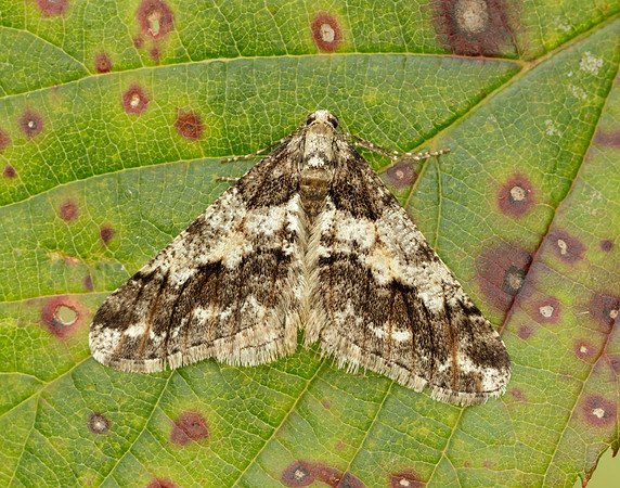 70.253 BF1932 Spring Usher Agriopis leucophaearia