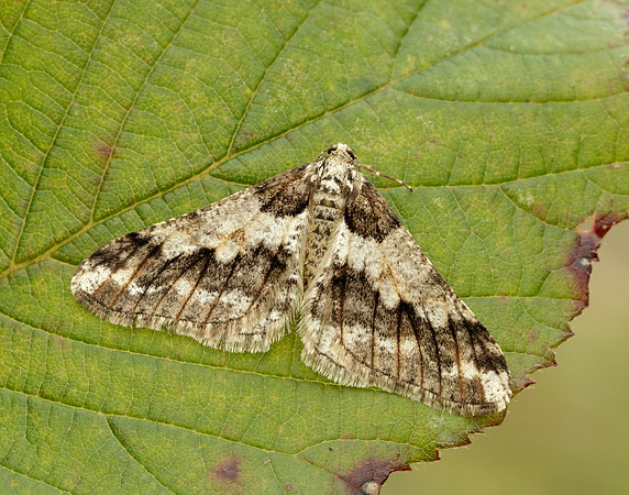 70.253 BF1932 Spring Usher Agriopis leucophaearia