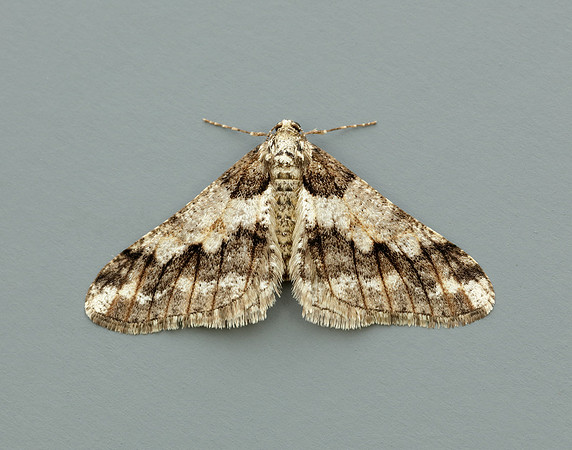 70.253 BF1932 Spring Usher Agriopis leucophaearia