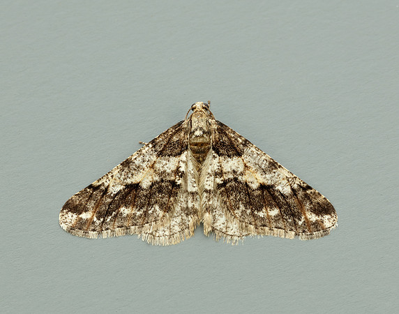 70.253 BF1932 Spring Usher Agriopis leucophaearia