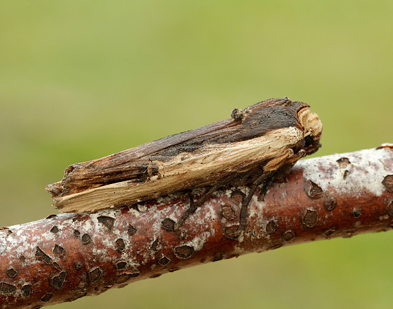 73.209 BF2241 Red Sword-grass Xylena vetusta