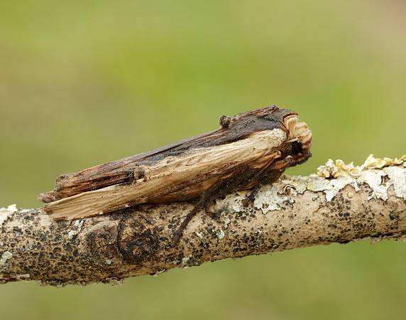73.209 BF2241 Red Sword-grass Xylena vetusta