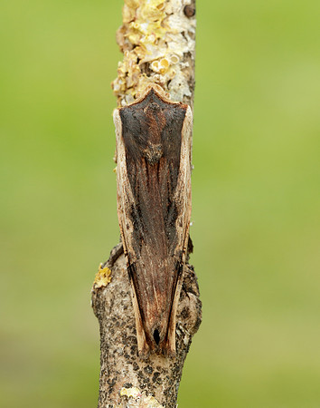 73.209 BF2241 Red Sword-grass Xylena vetusta