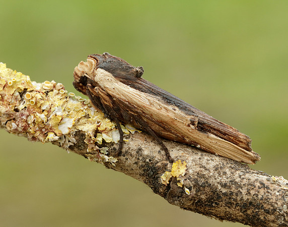 73.209 BF2241 Red Sword-grass Xylena vetusta
