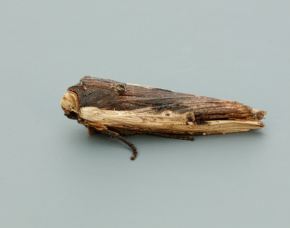 73.209 BF2241 Red Sword-grass Xylena vetusta