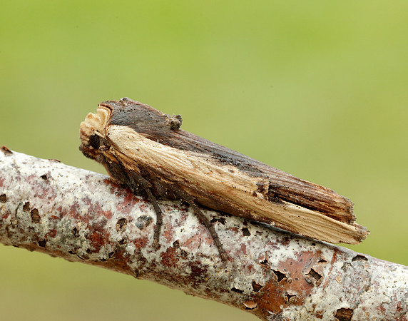 73.209 BF2241 Red Sword-grass Xylena vetusta