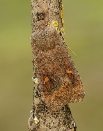 73.210 BF2256 Satellite Eupsilia transversa