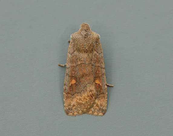 73.210 BF2256 Satellite Eupsilia transversa