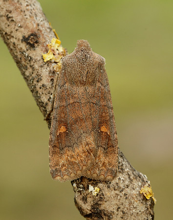 73.210 BF2256 Satellite Eupsilia transversa