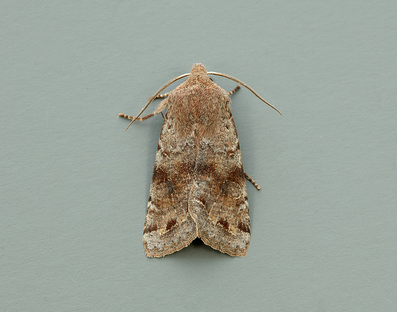 73.242 BF2188 Clouded Drab Orthosia incerta