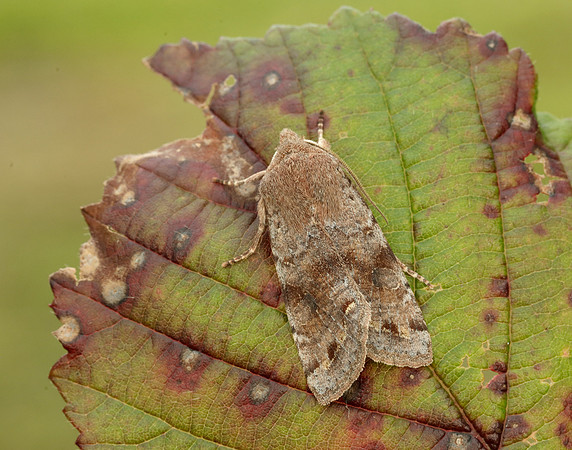 73.242 BF2188 Clouded Drab Orthosia incerta